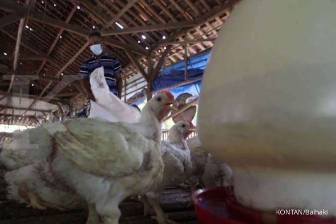 Ekspor Ayam Malaysia Hanya Dibuka Jika Pasokan Domestik Tidak Terpengaruh