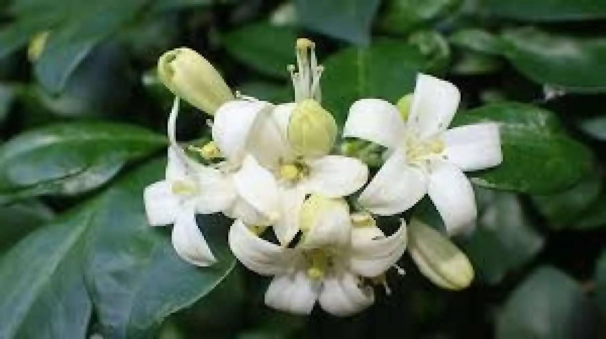 Bisa menurunkan berat badan, ini 5 manfaat kemuning untuk kesehatan