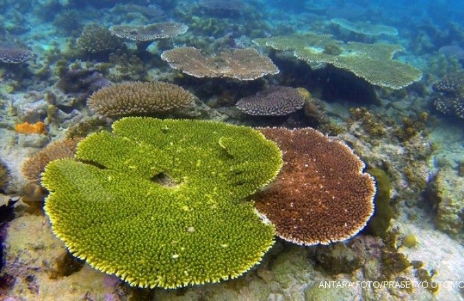 Membuat terumbu karang tumbuh 50 kali lebih cepat