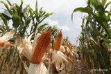 Kinerja Kuartal I 2025 Turun, Valuasi Bisi International (BISI) Dinilai Masih Menarik