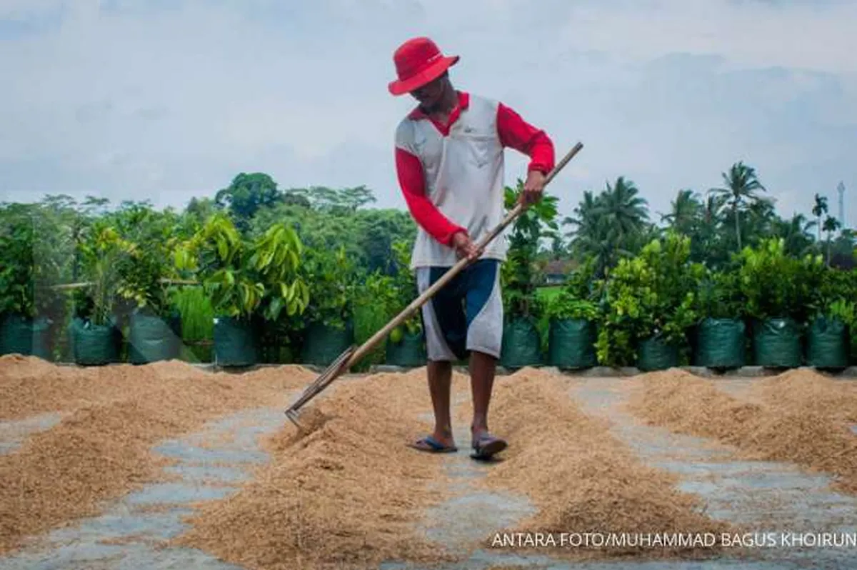 Jokowi pastikan Bulog serap beras petani