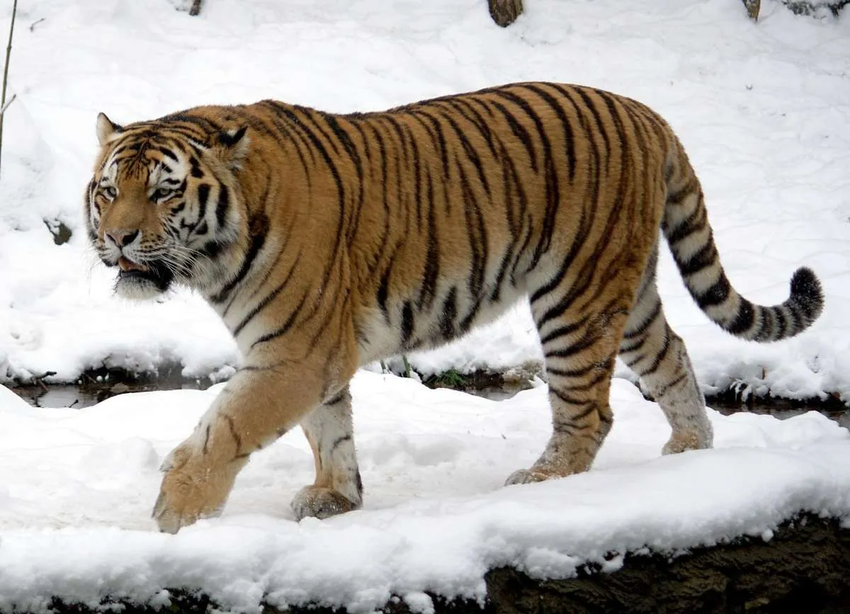 Tertangkap kamera, populasi harimau Siberia menyebar ke pedalaman China