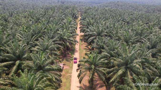 Dampak Pendirian Palm Co, PTPN Lebih Fleksibel Dalam Jalankan Bisnis Sawit