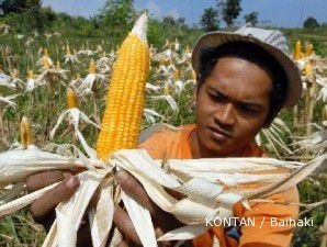 Harga jagung diperkirakan bakal melejit