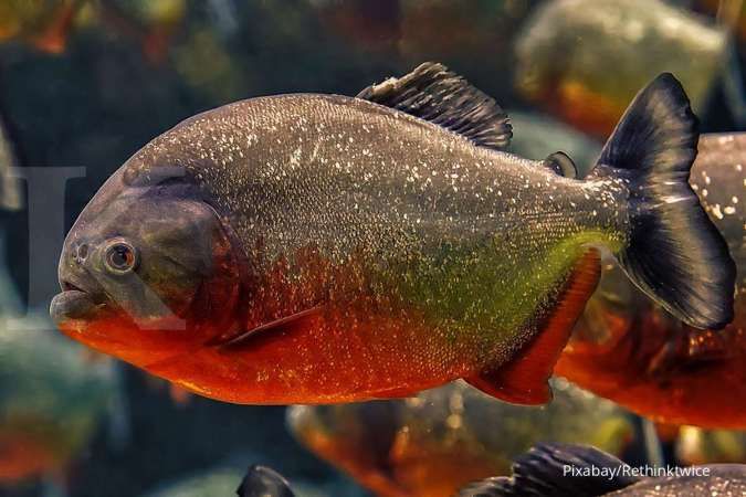 810 Ikan Buntal Air Tawar Di Aquarium Gratis Terbaik