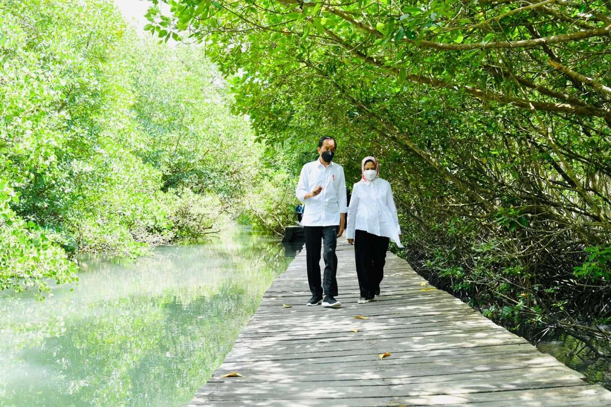 Realisasi progres fisik rehabilitasi mangrove nasional tahun 2021 capai 89%