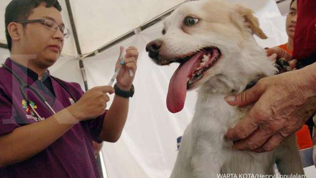 Apa Itu Penyakit Rabies? Ini Penyebab, Gejala, dan Langkah Penanganan  Penyakit Rabies