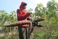 Satu Tahun Pemerintahan Prabowo, Mentan Lapor Sektor Pertanian Sumbang PDB 13,83%