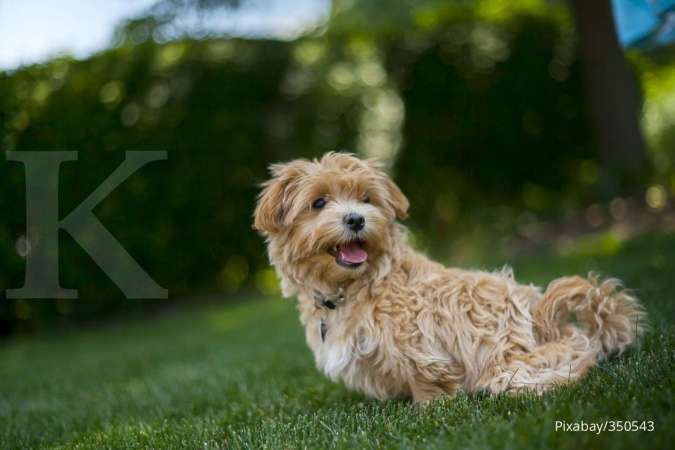 Ingin Tahu Anjing Anda Sehat dan Bahagia? Perhatikan 5 Hal Ini Darinya