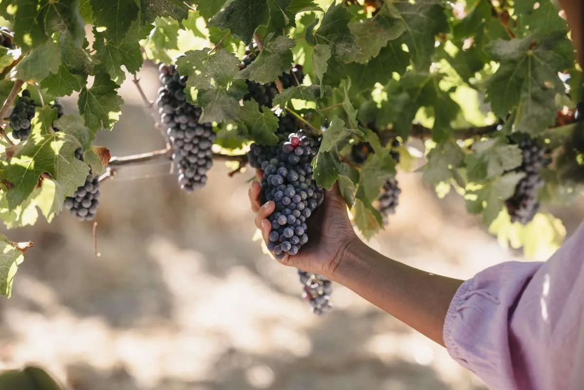 Kenali Kelezatan Citarasa Anggur Australia Barat