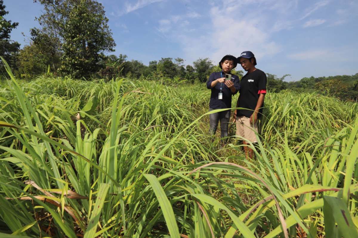 Menyemai Cuan Serai Wangi dari Aplikasi Digital Pertanian Agree