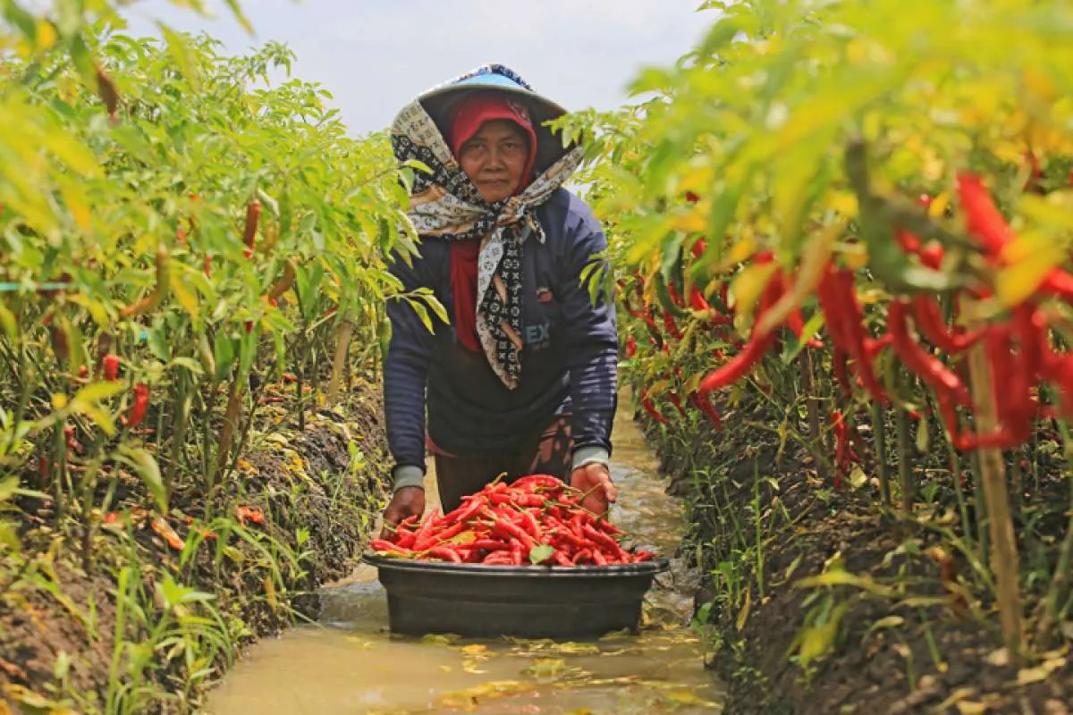Hujan Ekstrim, Petani Sebut Produktivitas Cabai Turun 20%