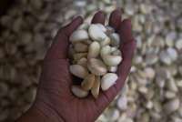 Pemerintah Siap Menggenjot Produksi Bawang Putih