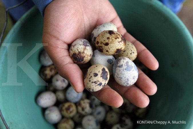 Manfaat Telur Puyuh Untuk Kesehatan Yang Jarang Diketahui