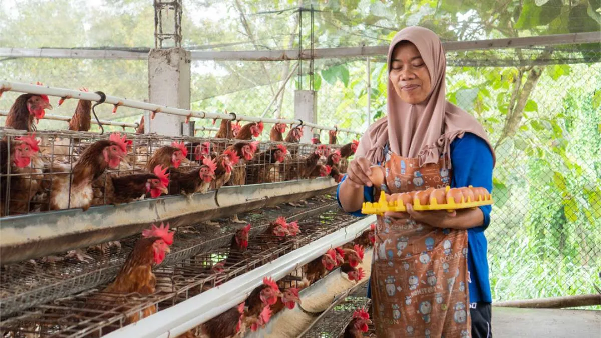 Janu Putra Sejahtera (AYAM) Targetkan Pendapatan Rp 450 Miliar di 2024