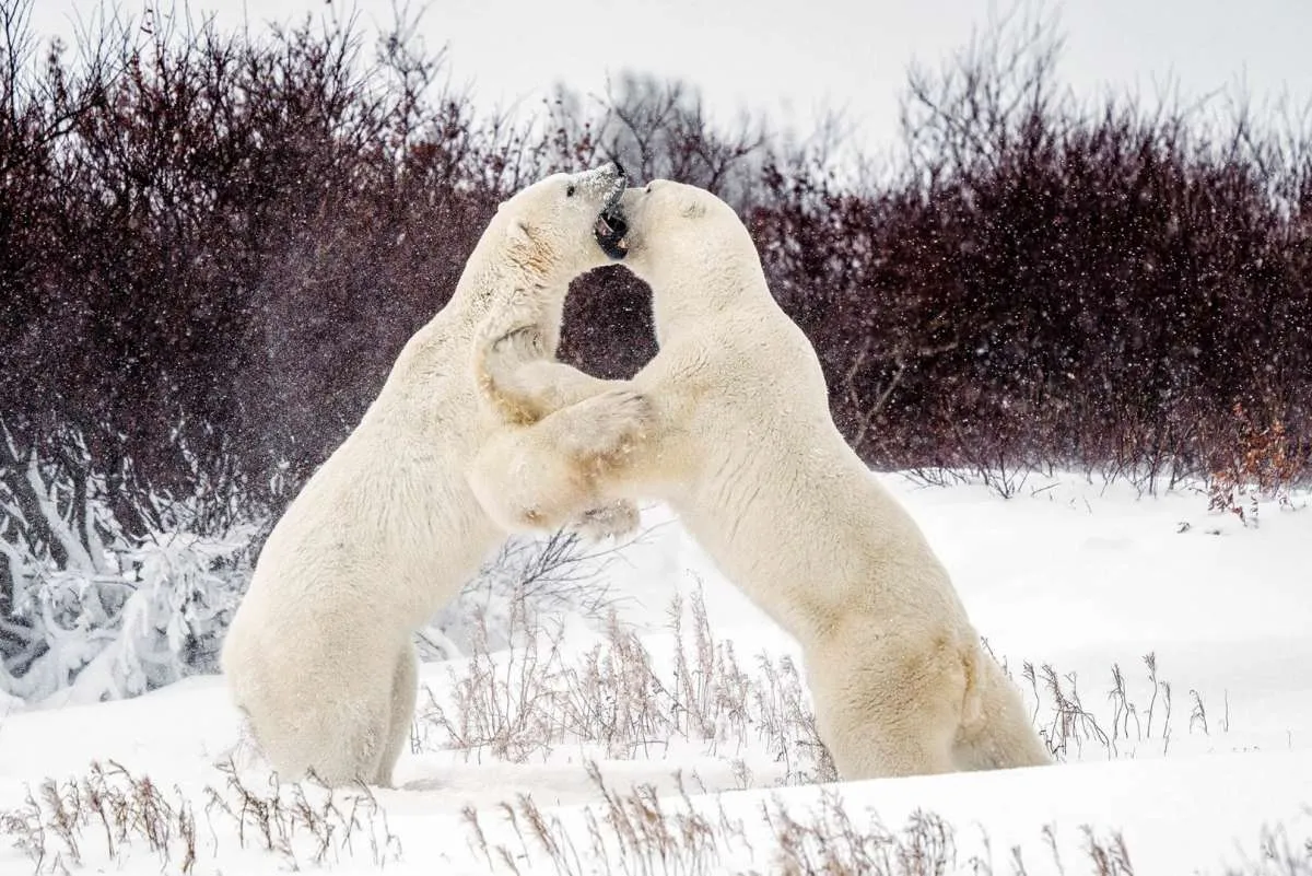 Rantai Makanan: Jenis-Jenis dan Komponen yang Ada di Rantai Makanan