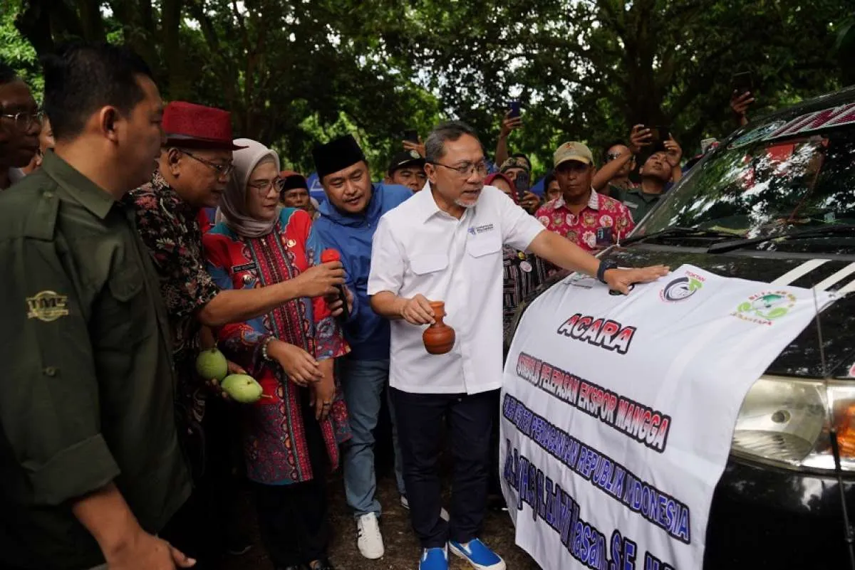 Panen Raya & Ekspor Buah Mangga, Mendag Zulkifli: Komoditas Andalan Sumber Devisa