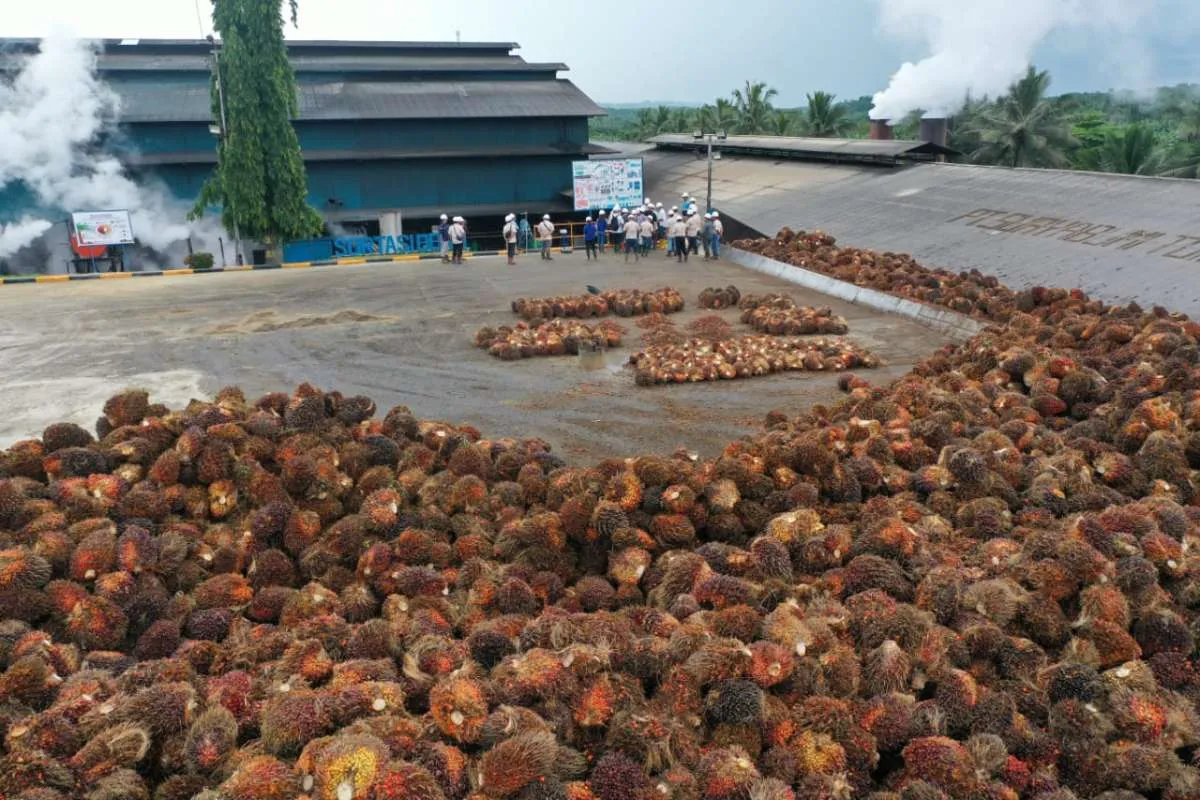 BPDP Tegaskan Biodiesel Sawit Jadi Pilar Ketahanan Energi Nasional