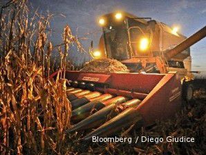 Harga jagung naik paling tinggi dalam dua tahun