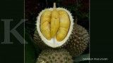 Tsunami Durian! Harga Musang King di Malaysia Ambruk ke Level Terendah 10 Tahun