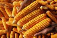 Harga Pangan Terkini di Sulawesi Tenggara: Cabai dan Jagung Naik, Jumat (3/1)