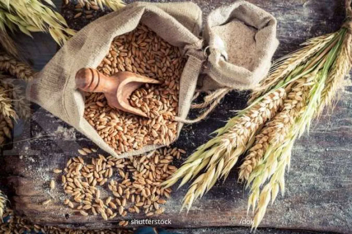 Pemerintah akan Wajibkan Importir Gandum Serap Sorgum, Ini Respons Aptindo
