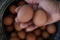 Harga Pangan Campur Aduk, Bapanas Pastikan Stok Beras Aman