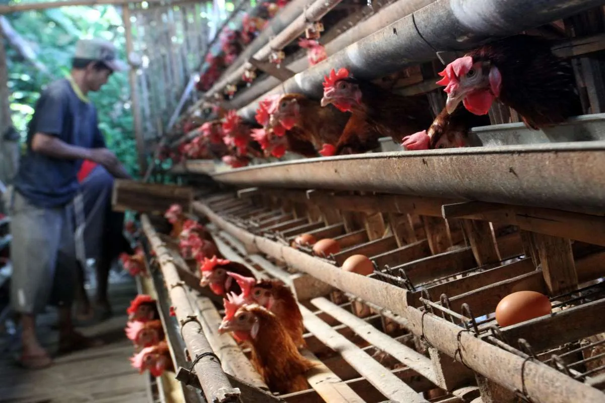 Peternak Tolak Rencana BPI Danantara Masuk Bisnis Unggas, Apa Alasannya?