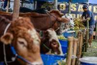 Informasi Harga Terbaru Sapi Kurban 2025 di Jakarta, Mulai dari Rp 15 Jutaan