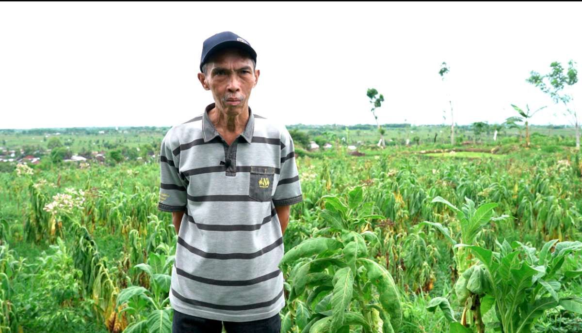 Lanjutkan Warisan Keluarga, Shaminudin Mengalap Berkah Dari Ladang Tembakau