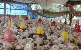 Tersengat Sentimen Positif, Cermati Rekomendasi Saham Emiten Poultry