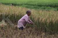 Harga Pangan Dunia Sedikit Menurun pada Bulan Juli