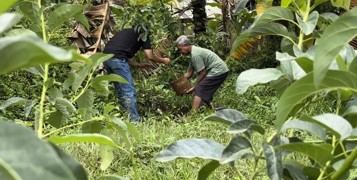 BRI Hijaukan Desa Megulung Kidul dengan Ratusan Bibit Alpukat