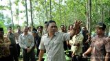 Perluasan hutan berbasis rakyat belum optimal