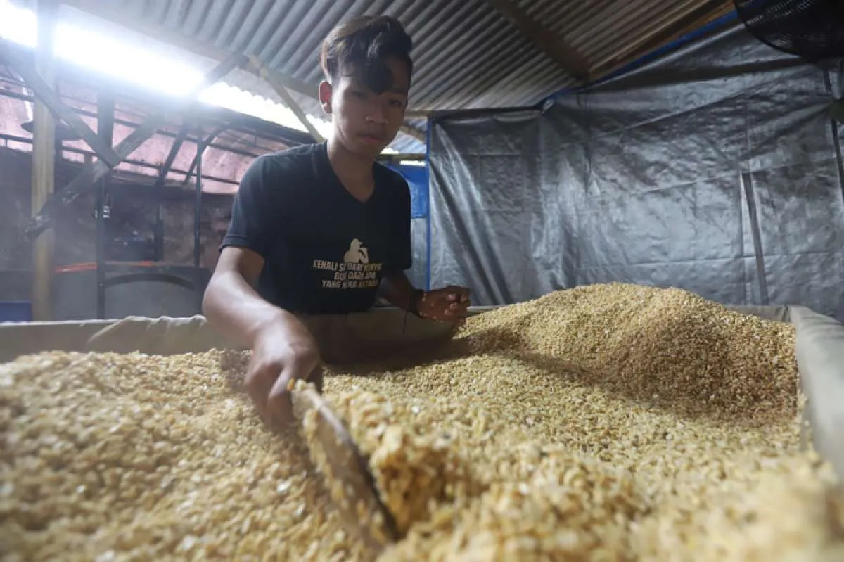 Badan Pangan Sebut Stok Kedelai Hingga Akhir Tahun Menipis 