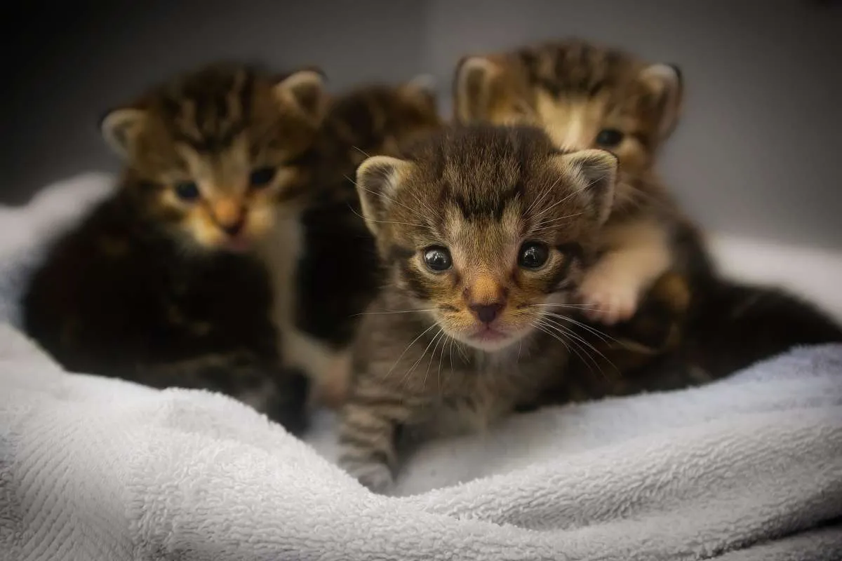 Bagaimana Cara Merawat Anak Kucing yang Benar? Ini Jawabannya