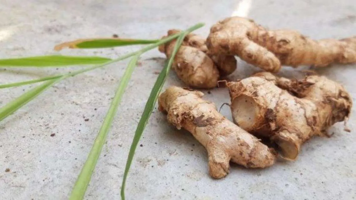 7 Obat alami untuk asam urat, bisa dibuat sendiri di rumah 