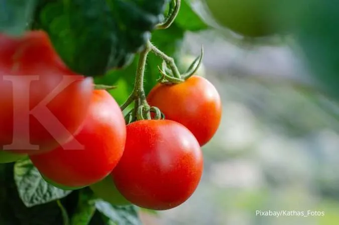 Cara menanam tomat