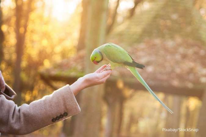 5 Kelebihan Burung sebagai Hewan Piaraan, Nomer 5 Bikin Trenyuh! 