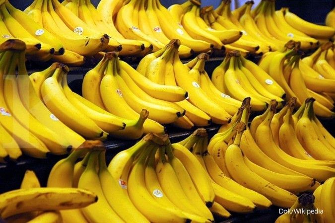 Kenalkan, pisang raksasa Musa Ingens asal Arfak
