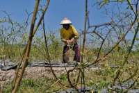 El Nino Menguji Kehadiran Negara