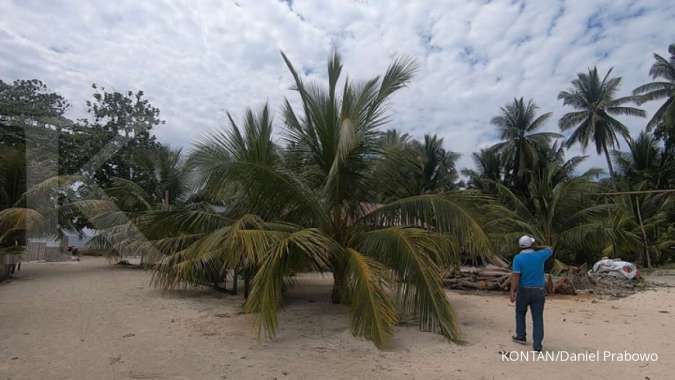 Perkenalkan bido, kelapa berpohon pendek asli Pulau Morotai