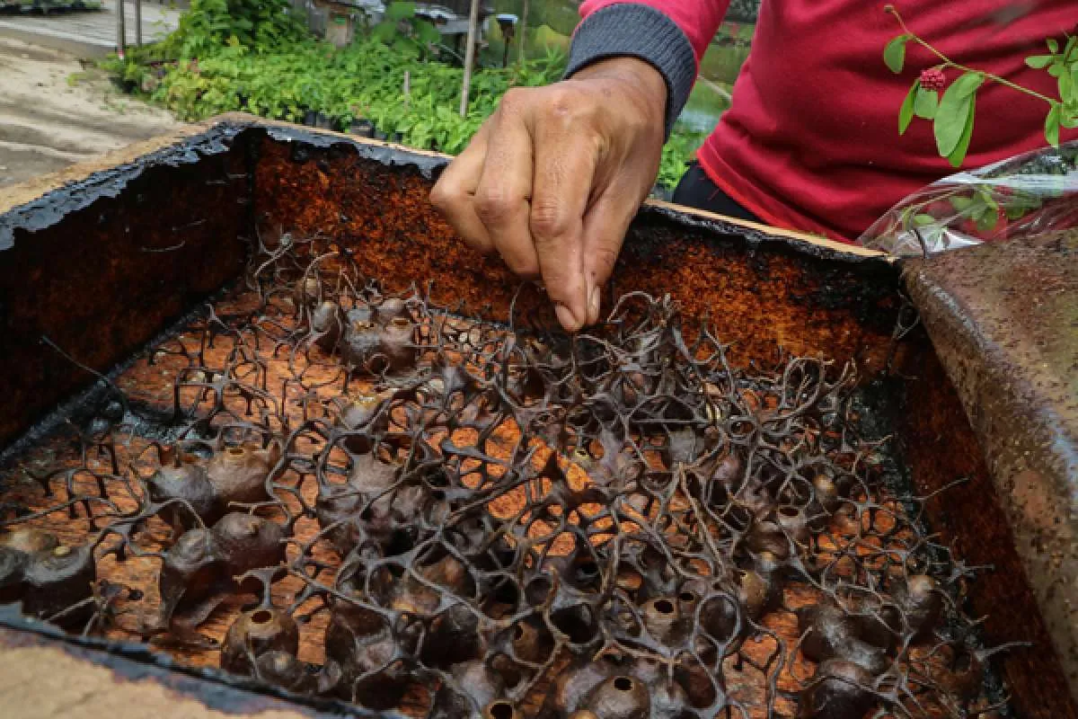 Berdayakan Masyarakat Sekitar Tambang, Adaro Andalkan Program CSR Istana Kalulut