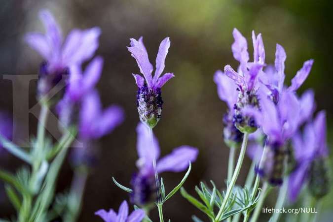 Minyak lavender bisa Anda gunakan sebagai cara mengatasi insomnia.
