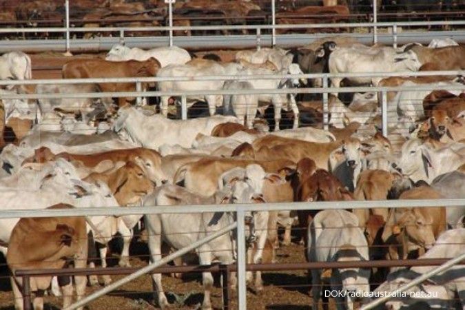 Ribuan sapi indukan Australia masuk Jatim