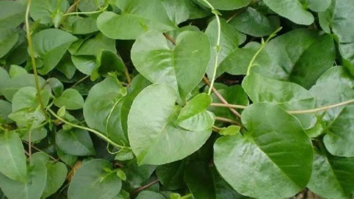 Catat Cara Membuat Rebusan Daun Binahong Buat Turunkan Asam Urat dan Gula Tinggi