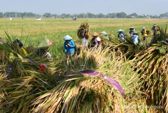 Bapanas Tugaskan Bulog Serap Gabah 600.000 Ton Hingga Akhir Tahun