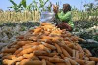 Harga Jagung dan Kedelai Menguat, Cuaca Ekstrem dan Permintaan China Jadi Penopang