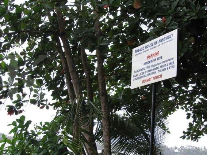 Mengenal Pohon Machineel Hingga Buahnya Paling Beracun di Dunia