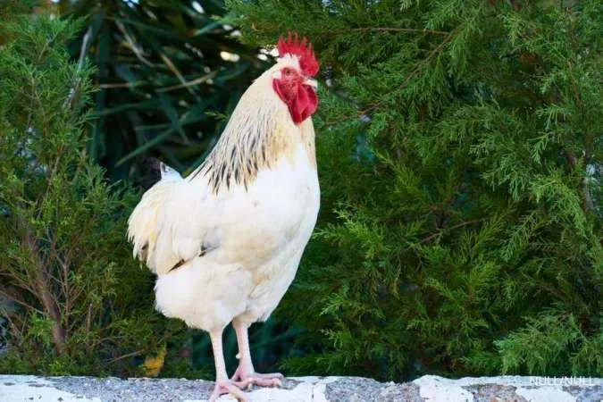 7 Tips Beternak Ayam di Perkotaan, Solusi Bagi yang Tidak Punya Lahan Luas